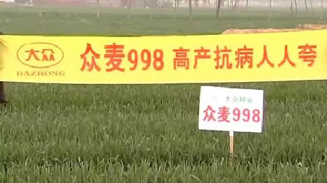 2013众麦998田间采访