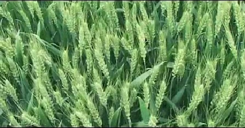 2011年众麦1号广告片