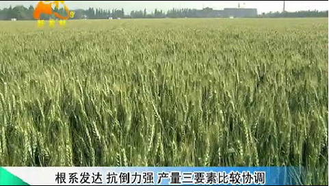 2011众麦1号访谈