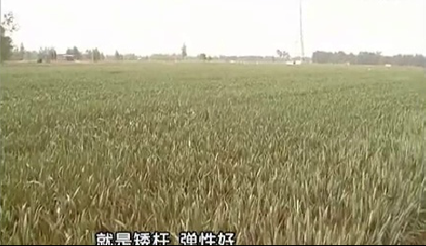 2013众麦2号田间采访素材
