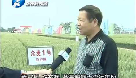 2014大众种业小麦观摩