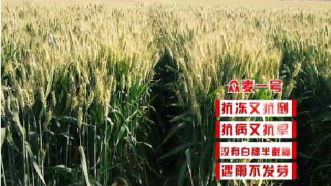 2014众麦一号新广告片