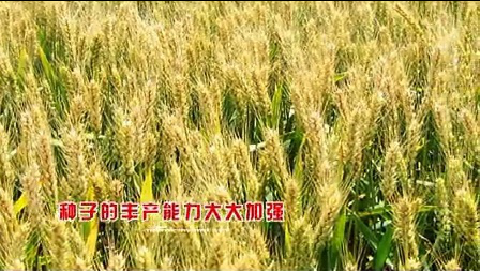 2014众麦2号新广告片