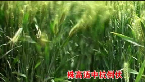 2014年众麦998+2014功能带_D+加标版+成品