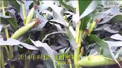 耐密矮秆大棒型1898