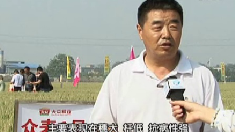 2015河南大众种业小麦新品种观摩会