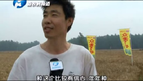 2015众麦系列中原行豫东——众麦1号