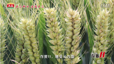 存麦11专题片