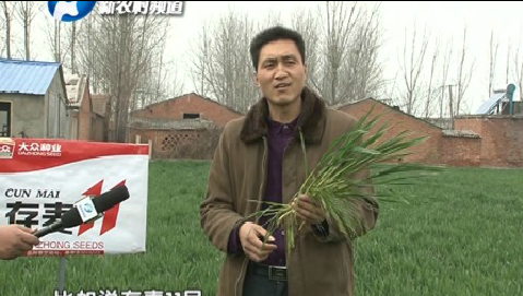 存麦11抗黄花叶病(下)