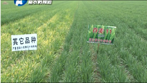 小麦黄花叶病毒病的克星--存麦11