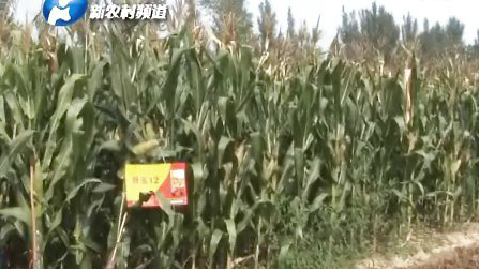 2013年玉米豫西滑玉12