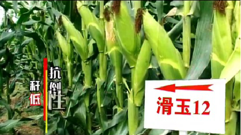 2013滑玉12包装B