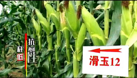 2013滑玉12专题片