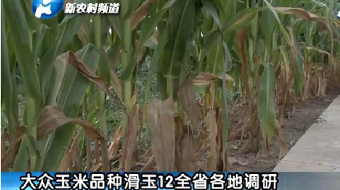 2014滑玉12采访片