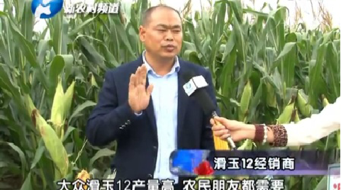 2015年大众种业玉米品种展示与示范观摩会在郑州荥阳试验站举行