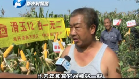 2015大众滑玉12灵宝市观摩会