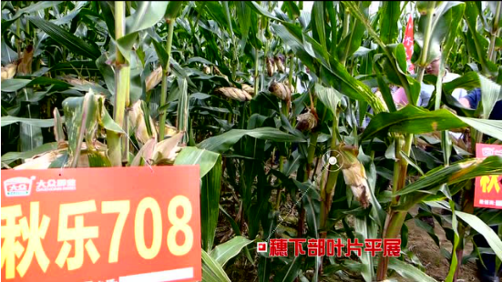 秋乐708（47秒版）