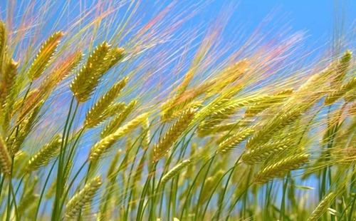 种植小麦的常识