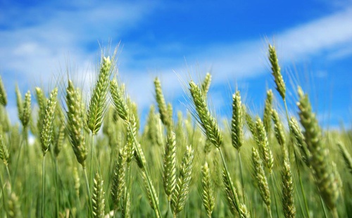 小麦病虫害的防治措施