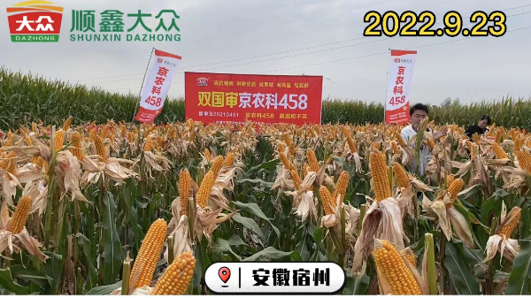 2022年9月23日京农科458在宿州表现